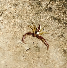 Epocilla calcarata