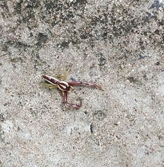 Epocilla calcarata