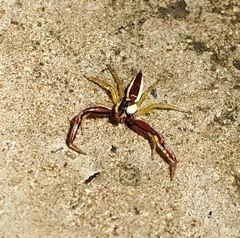 Epocilla calcarata