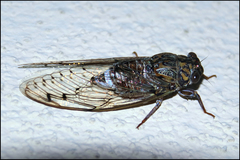Cicada barbara barbara