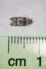 Oenochroa