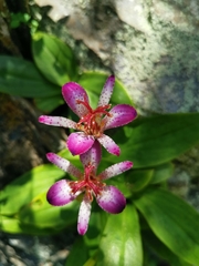 Tricyrtis lasiocarpa