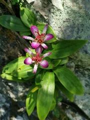 Tricyrtis lasiocarpa