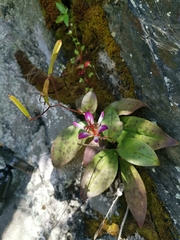 Tricyrtis lasiocarpa