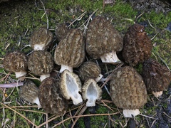 Morchella sextelata