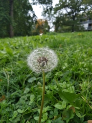 Taraxacum