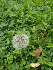 Taraxacum