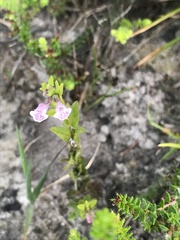 Scutellaria minor