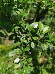 Rhamnus parvifolia