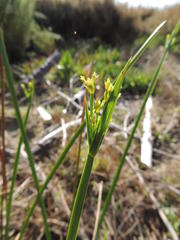 Cyperus denudatus