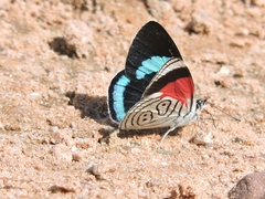 Diaethria neglecta