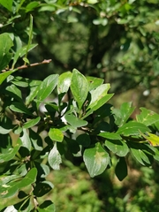 Rhamnus parvifolia