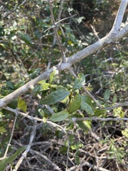 Hyperacanthus microphyllus