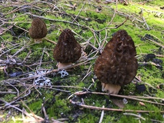 Morchella sextelata