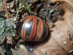 Glomeris transalpina