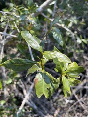 Hyperacanthus microphyllus