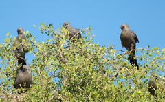 Corythaixoides concolor pallidiceps