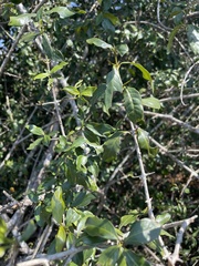 Hyperacanthus microphyllus