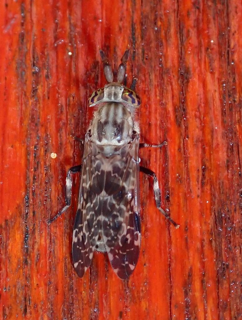 Haematopota pachycera