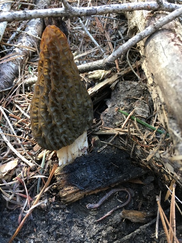 iNaturalist observation photo of Gregarious Slender Salamander