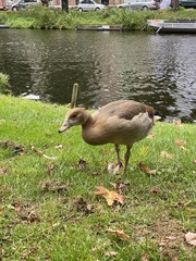 Alopochen aegyptiaca