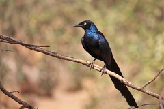 Lamprotornis caudatus