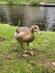 Alopochen aegyptiaca