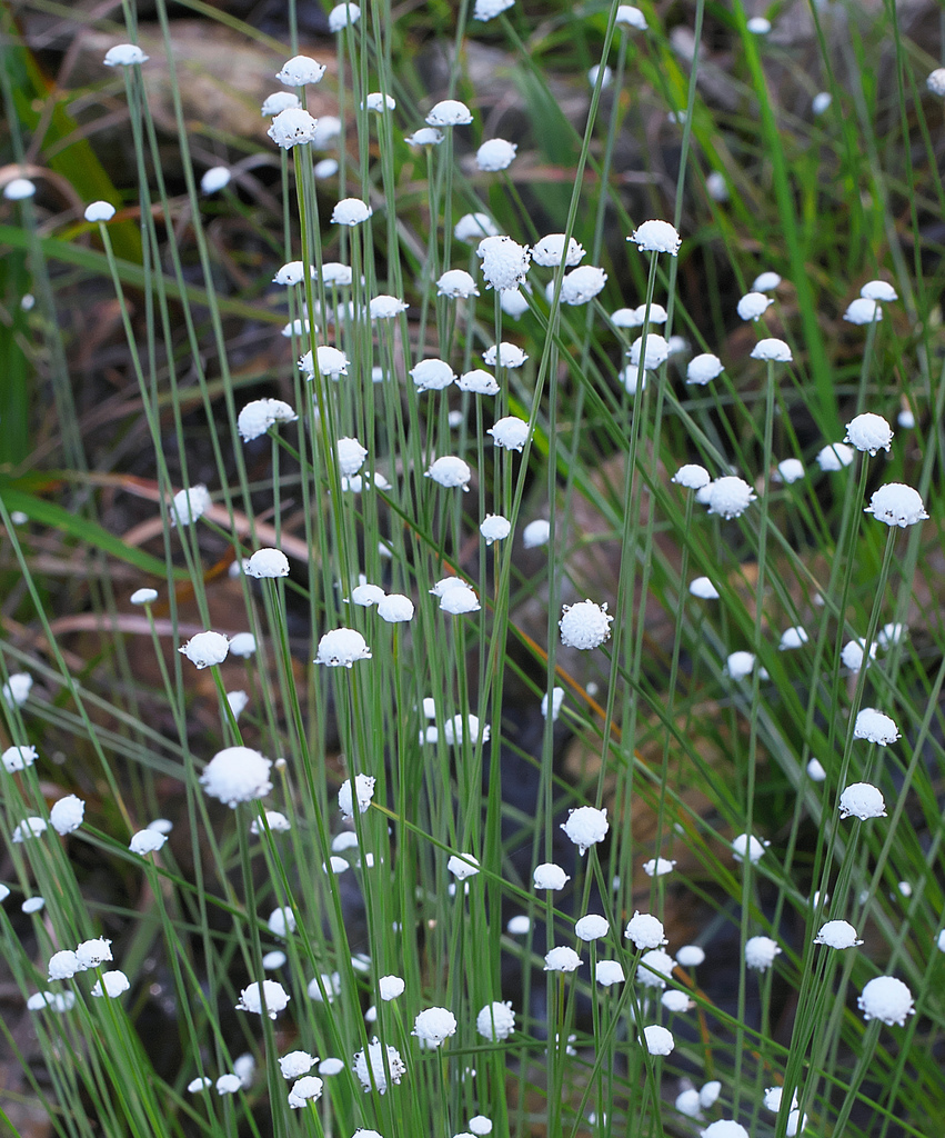 Eriocaulon nudicuspe
