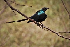 Lamprotornis caudatus