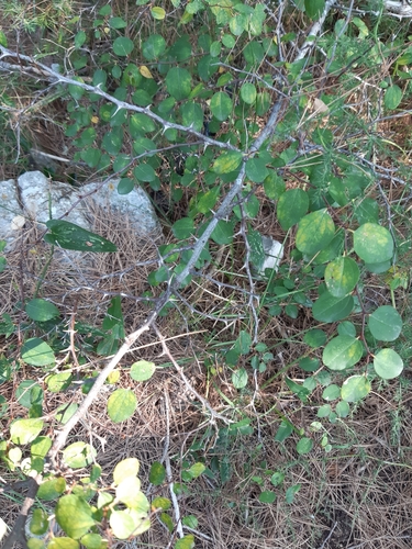 Diraka (Paliurus spina-christi)