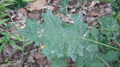 Berkheya erysithales
