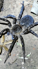 Ancylometes concolor