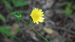 Berkheya erysithales