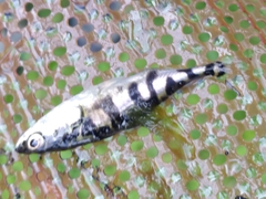 Gasterosteus aculeatus aculeatus