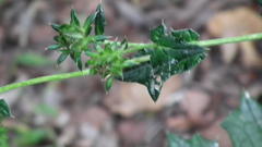Berkheya erysithales