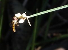 Episyrphus trisectus