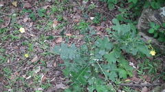 Berkheya erysithales