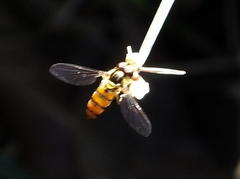 Episyrphus trisectus