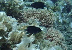 Pomacentrus melanochir