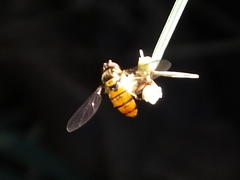 Episyrphus trisectus