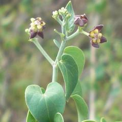 Pentarrhinum insipidum