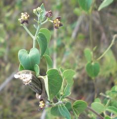 Pentarrhinum insipidum