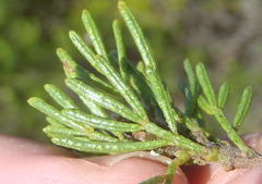 Psoralea vanberkelae