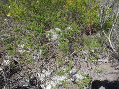 Psoralea vanberkelae