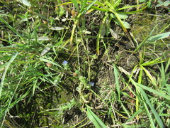 Gentiana squarrosa