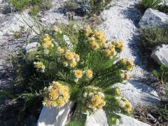 Serruria glomerata × villosa