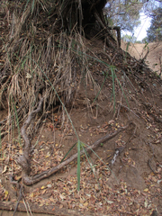 Cyperus alternifolius subsp. flabelliformis image