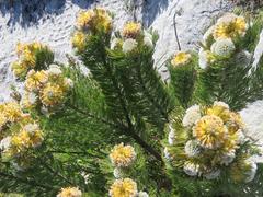 Serruria glomerata × villosa