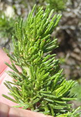 Psoralea vanberkelae