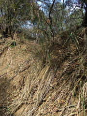 Cyperus alternifolius subsp. flabelliformis image